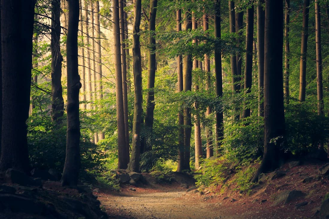 Sunbeams falling through a canopy of green forest trees